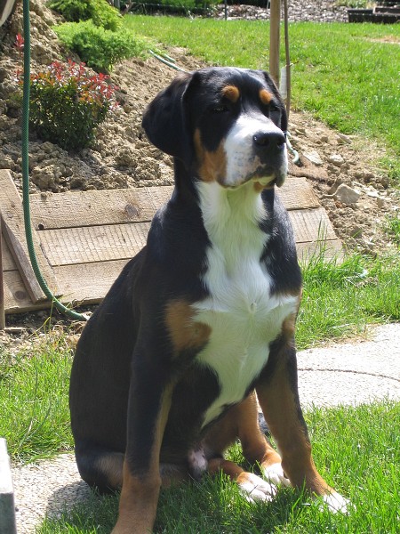 Naši pesani - léto 2010