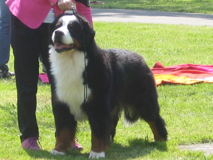 MultiCh Odysseus