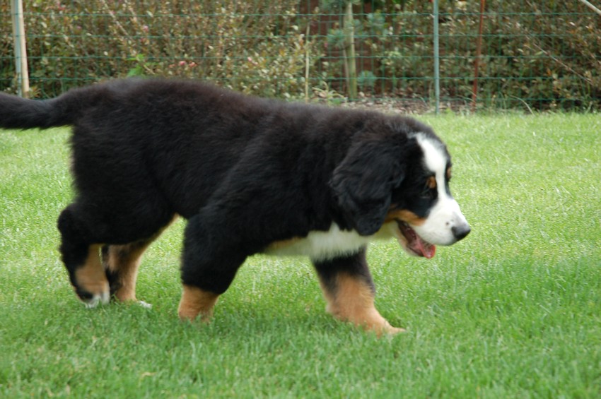 Desert Rose 3 months