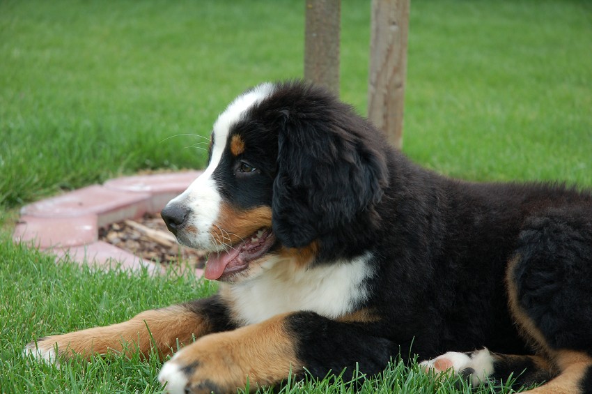 Desert Rose 3 months