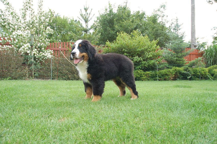 Desert Rose 3 months