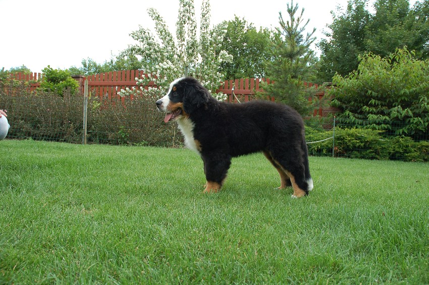 Desert Rose 3 months