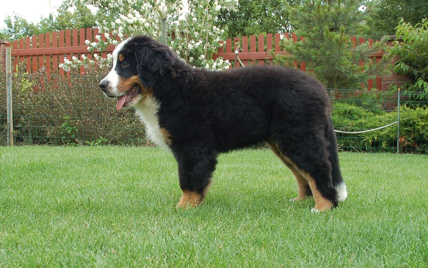 Desert Rose 3 months