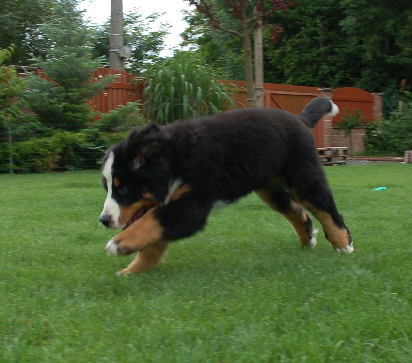Desert Rose 3 months