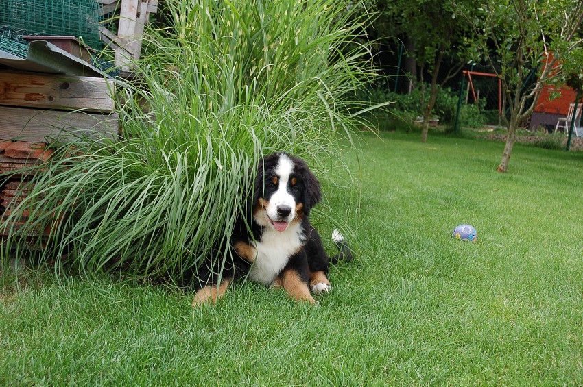 Desert Rose 3 months