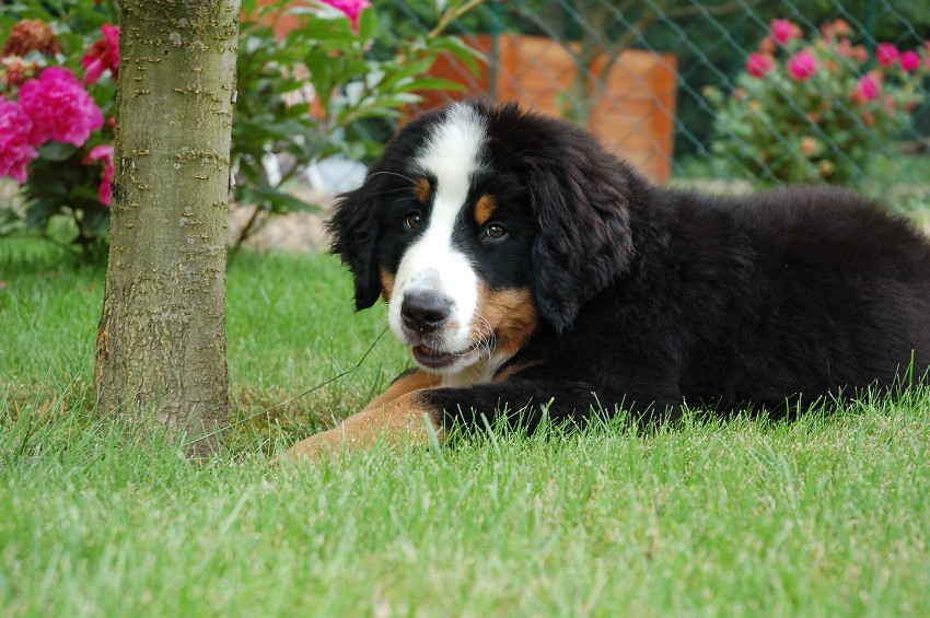 Desert Rose 3 months