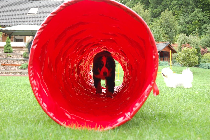 Dárek za vysvědčení